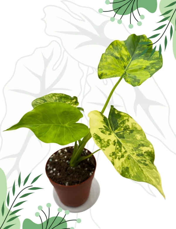 Alocasia Macrorrhizos Yellow Variegata Ø-6cm H-10cm - obrazek 6