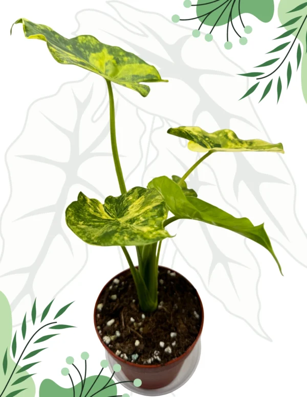 Alocasia Macrorrhizos Yellow Variegata Ø-6cm H-10cm - obrazek 5