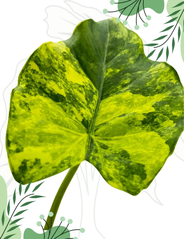 Alocasia Macrorrhizos Yellow Variegata Ø-6cm H-10cm - obrazek 4