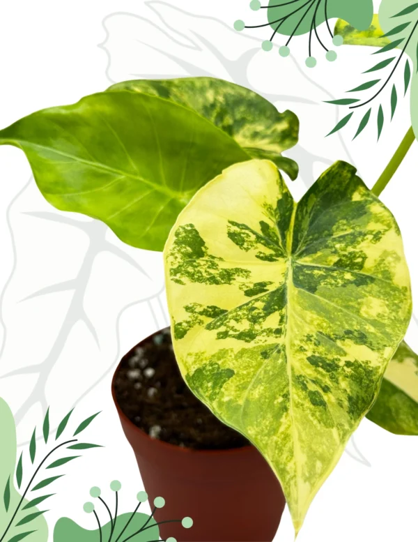 Alocasia Macrorrhizos Yellow Variegata Ø-6cm H-10cm - obrazek 3