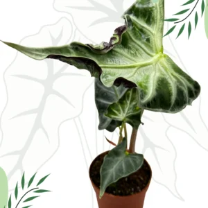 Alocasia Loco Ø-9cm H-20cm