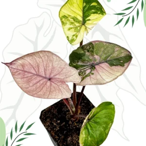 Alocasia Serendipity Variegata Ø-6cm H-25cm