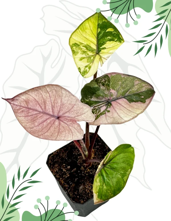Alocasia Serendipity Variegata Ø-6cm H-25cm