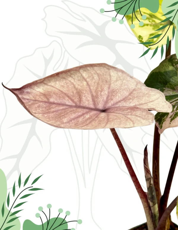 Alocasia Serendipity Variegata Ø-6cm H-25cm - obrazek 4