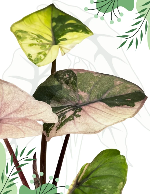 Alocasia Serendipity Variegata Ø-6cm H-25cm - obrazek 3