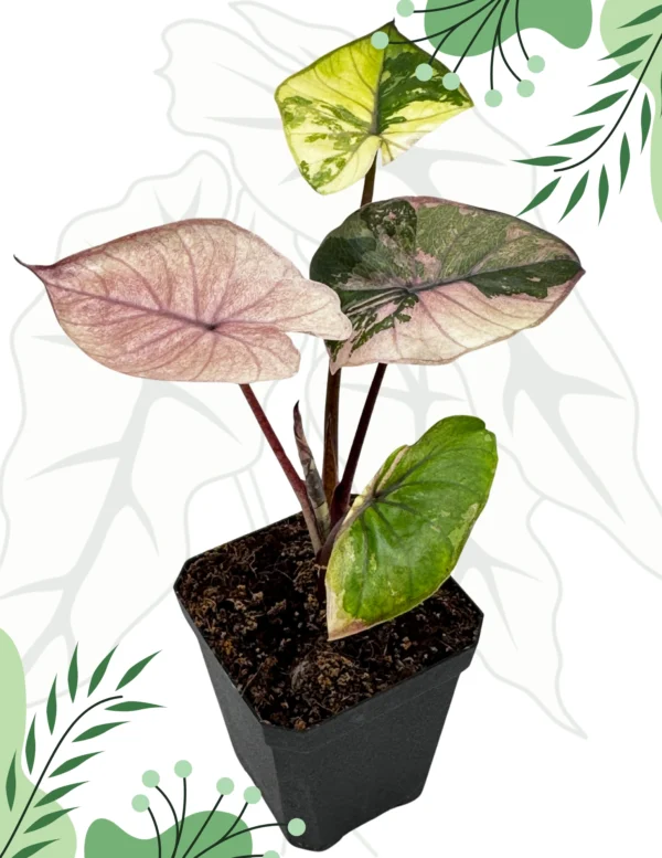 Alocasia Serendipity Variegata Ø-6cm H-25cm - obrazek 2