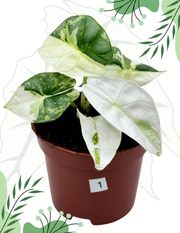 Alocasia Silver Dragon Albo Ø-9cm H-15cm