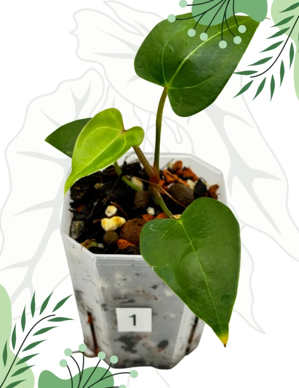 Anthurium  Crystallinum X x Red Spider Ø-6cm H-10cm - obrazek 2