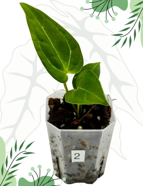 Anthurium  Crystallinum X x Red Spider Ø-6cm H-10cm - obrazek 3