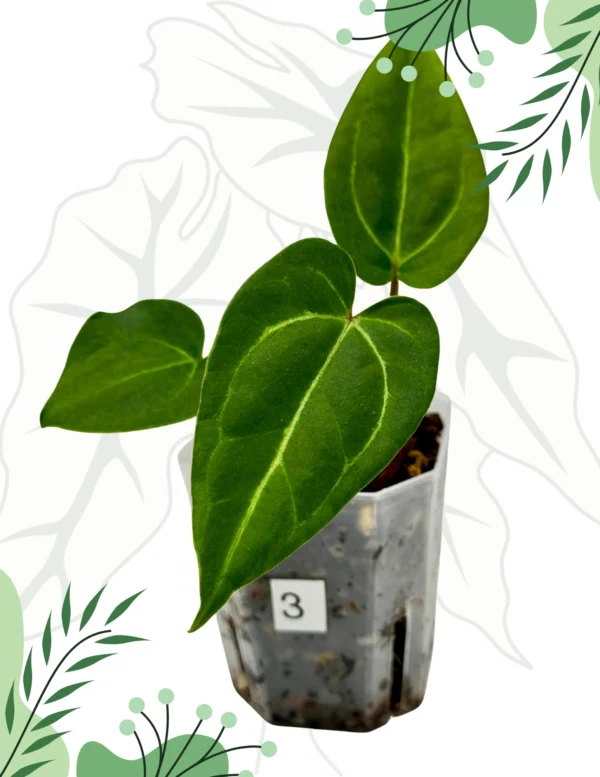 Anthurium  Crystallinum X x Red Spider Ø-6cm H-10cm