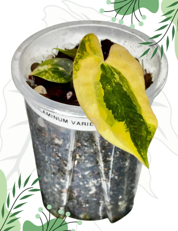 Anthurium Papillilaminum Variegata x Ralph Lyam Ø-10cm H-15cm