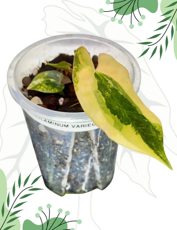Anthurium Papillilaminum Variegata x Ralph Lyam Ø-10cm H-15cm - obrazek 2