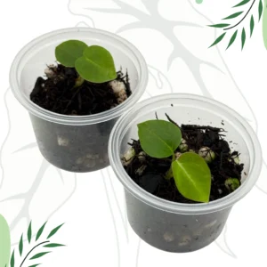 Anthurium (Black Widow x Red Velvet Cake) x Black Emerald Ø-6cm H-5cm