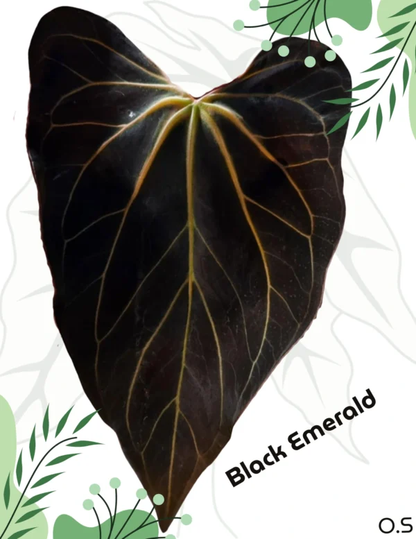 Anthurium (Black Widow x Red Velvet Cake) x Black Emerald Ø-6cm H-5cm - obrazek 2