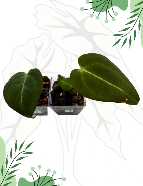 Anthurium Black Window „43” x Red Velvet Cake „24” Klon Ø-6cm H-10cm - obrazek 2