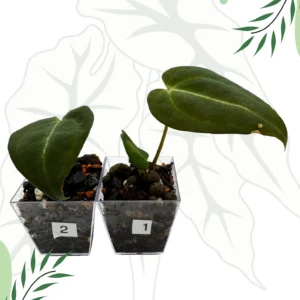 Anthurium Black Window „43” x Red Velvet Cake „24” Klon Ø-6cm H-10cm