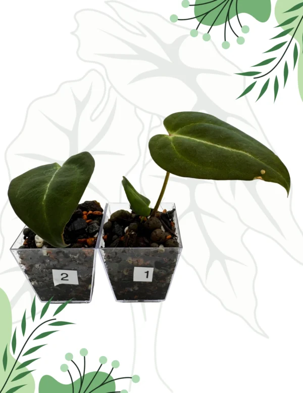 Anthurium Black Window „43” x Red Velvet Cake „24” Klon Ø-6cm H-10cm