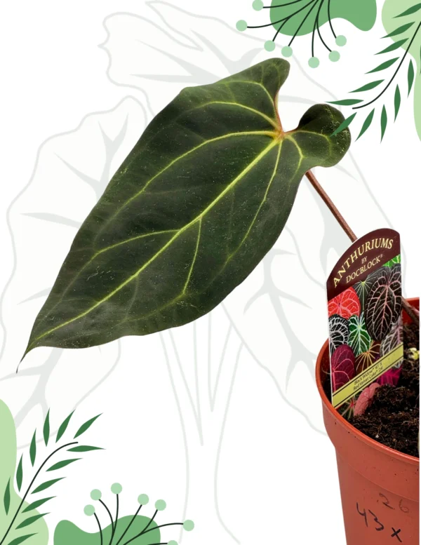 Anthurium Black Window „43” x Red Velvet Cake „24”  Ø-15cm H-30cm - obrazek 5