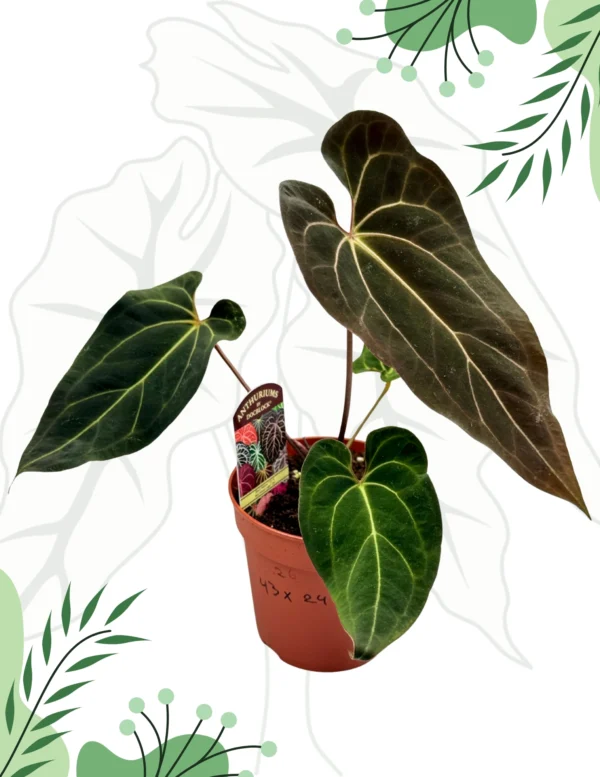 Anthurium Black Window „43” x Red Velvet Cake „24”  Ø-15cm H-30cm - obrazek 4