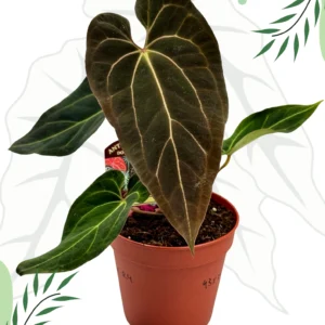 Anthurium Black Window „43” x Red Velvet Cake „24”  Ø-15cm H-30cm