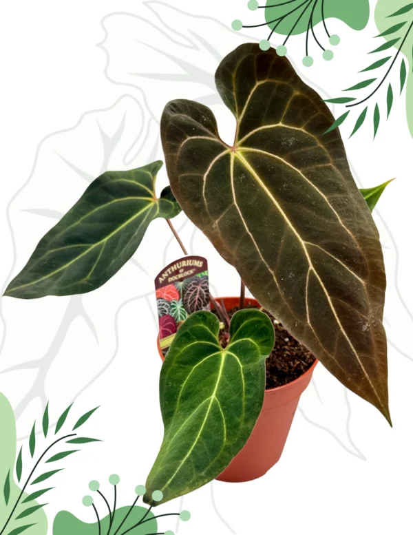 Anthurium Black Window „43” x Red Velvet Cake „24”  Ø-15cm H-30cm - obrazek 3