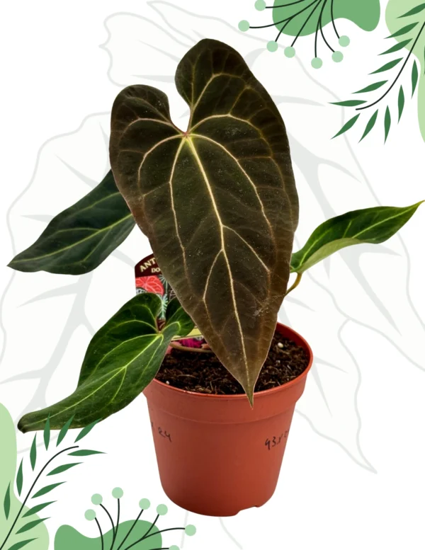 Anthurium Black Window „43” x Red Velvet Cake „24”  Ø-15cm H-30cm - obrazek 2