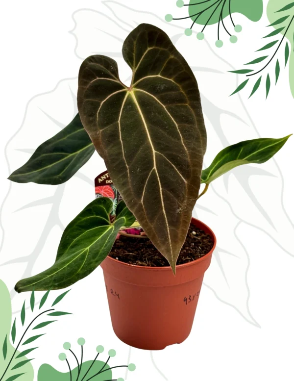 Anthurium Black Window „43” x Red Velvet Cake „24”  Ø-15cm H-30cm