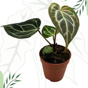 Anthurium Carlablackiae Ø-9cm H-15cm