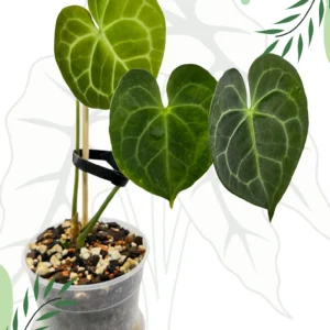 Anthurium Clarinervium  Ø-12cm H-20cm