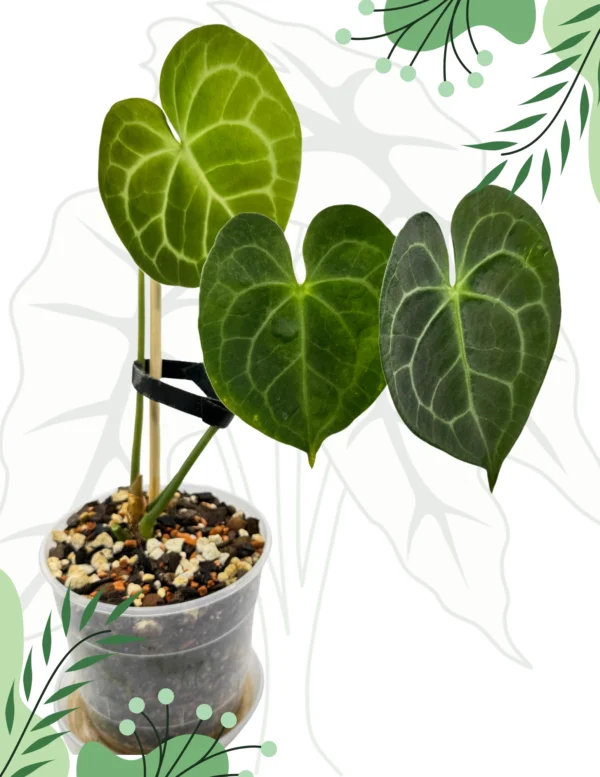 Anthurium Clarinervium  Ø-12cm H-20cm