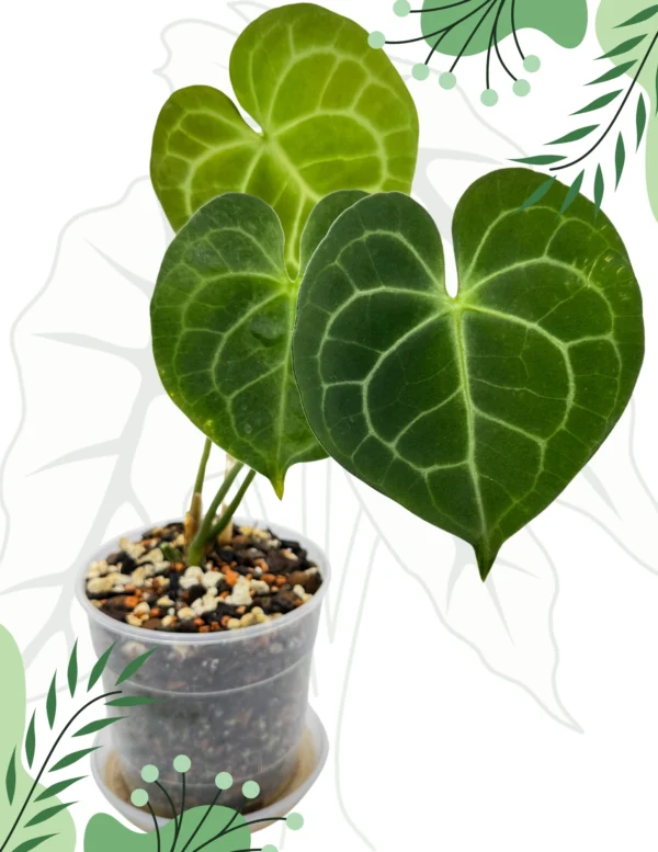 Anthurium Clarinervium  Ø-12cm H-20cm - obrazek 2