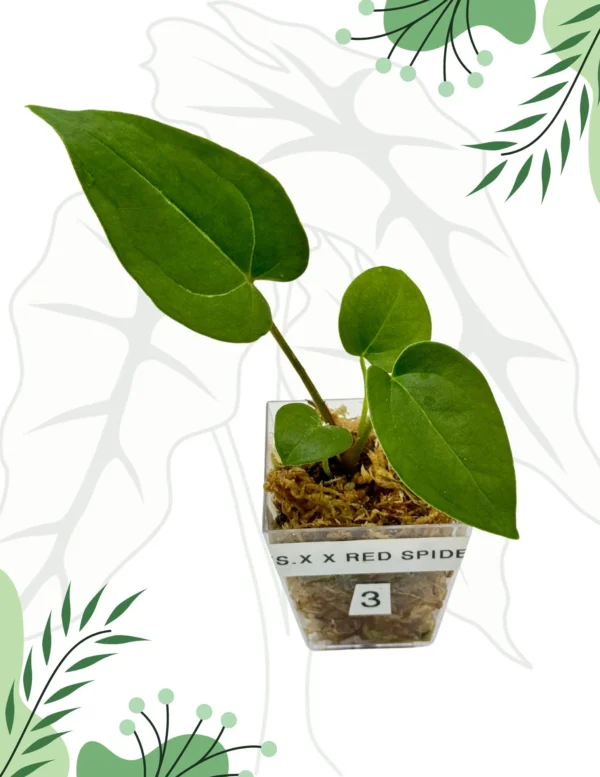 Anthurium  Crystallinum X x Red Spider Ø-6cm H-10cm - obrazek 7