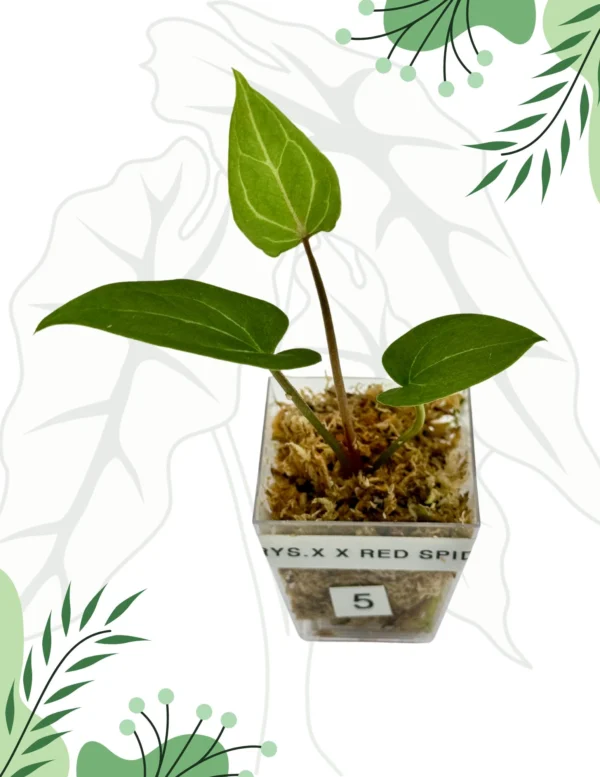 Anthurium  Crystallinum X x Red Spider Ø-6cm H-10cm - obrazek 6