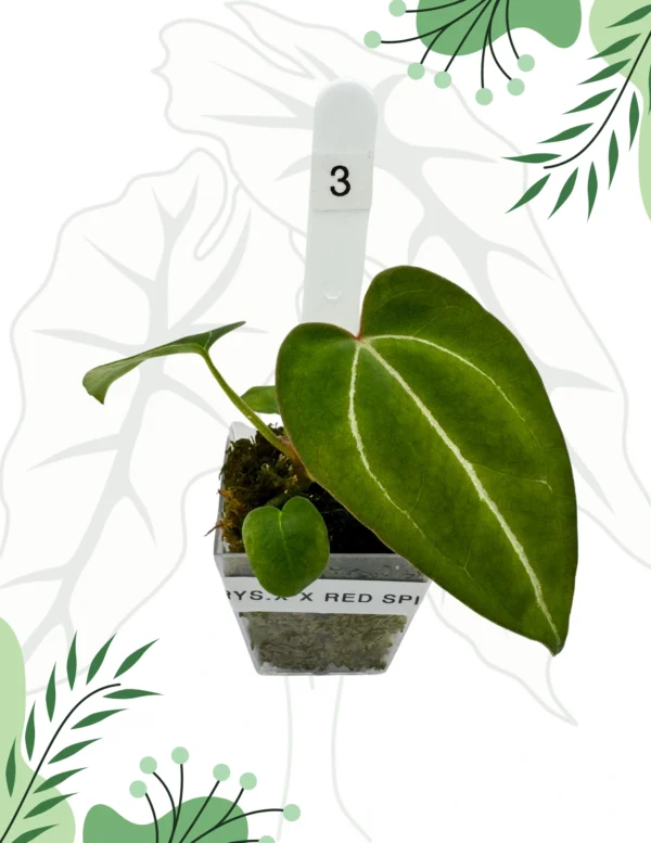Anthurium  Crystallinum X x Red Spider Ø-6cm H-10cm - obrazek 2