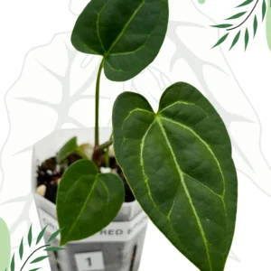 Anthurium  Crystallinum X x Red Spider Ø-6cm H-10cm