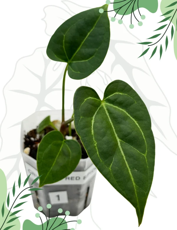 Anthurium  Crystallinum X x Red Spider Ø-6cm H-10cm