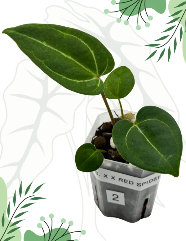Anthurium  Crystallinum X x Red Spider Ø-6cm H-10cm - obrazek 2