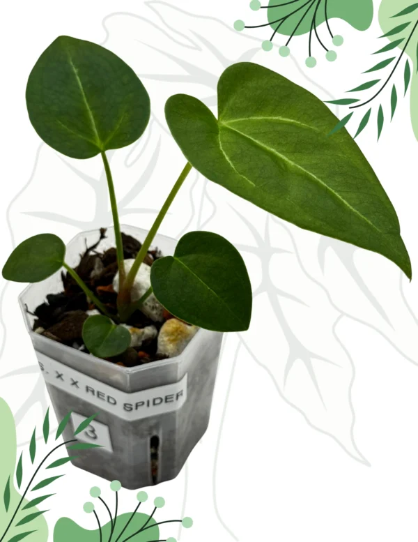 Anthurium  Crystallinum X x Red Spider Ø-6cm H-10cm - obrazek 3