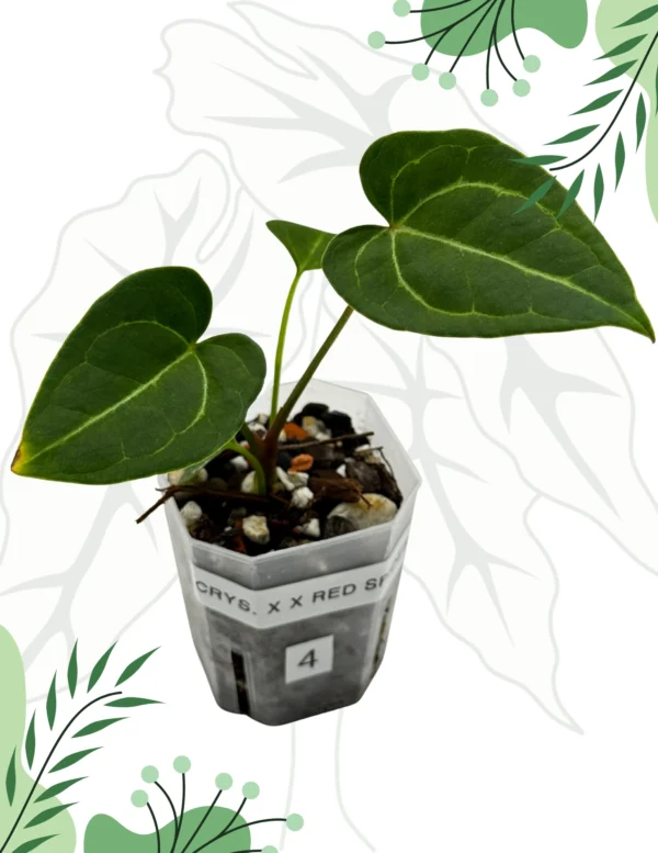 Anthurium  Crystallinum X x Red Spider Ø-6cm H-10cm - obrazek 4