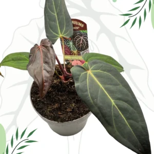Anthurium Dark & Handsome "9" x Red Velvet Cake "24" Ø-15cm H-20cm
