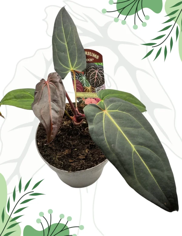 Anthurium Dark & Handsome "9" x Red Velvet Cake "24" Ø-15cm H-20cm