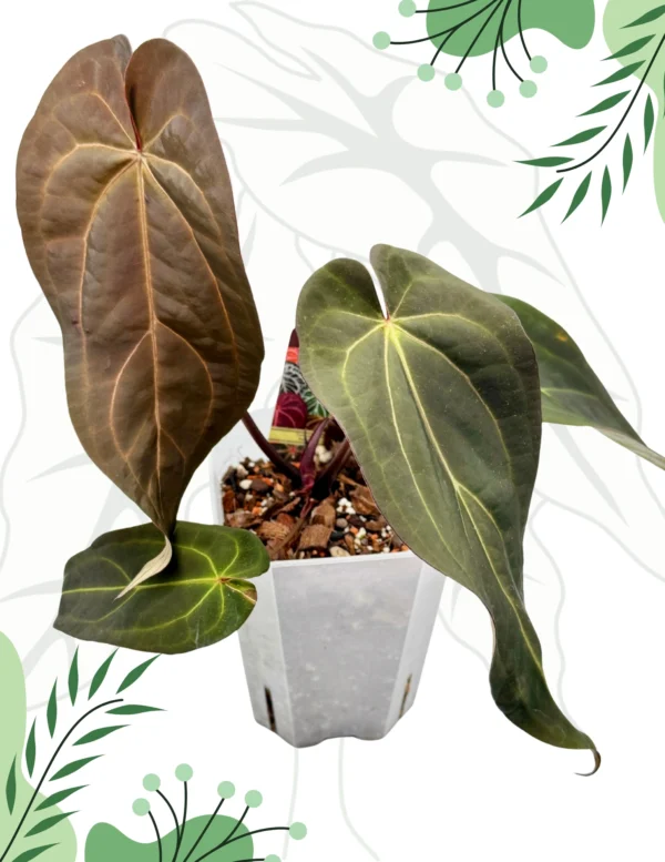 Anthurium Dark & Handsome "9" x Red Velvet Cake "24" Ø-15cm H-20cm