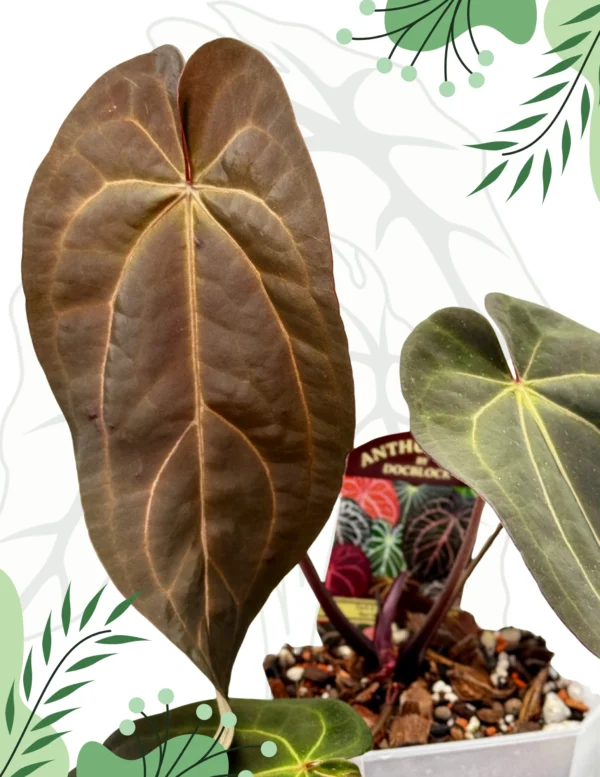 Anthurium Dark & Handsome "9" x Red Velvet Cake "24" Ø-15cm H-20cm - obrazek 5