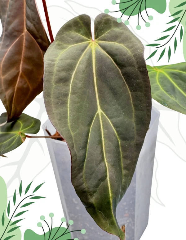Anthurium Dark & Handsome "9" x Red Velvet Cake "24" Ø-15cm H-20cm - obrazek 4