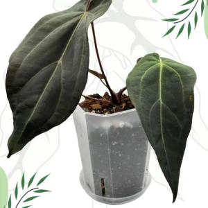 Anthurium Dark & Handsome "9" x Red Velvet Cake "24" Ø-15cm H-20cm