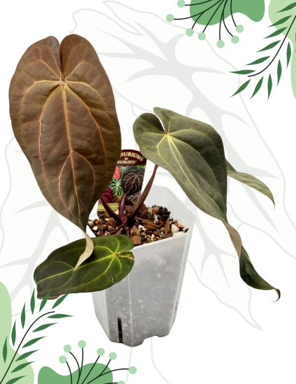 Anthurium Dark & Handsome "9" x Red Velvet Cake "24" Ø-15cm H-20cm - obrazek 3