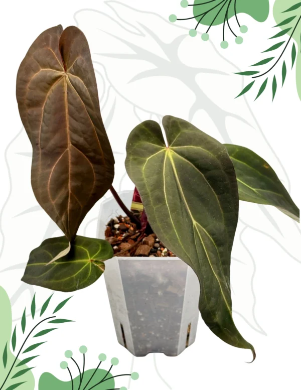 Anthurium Dark & Handsome "9" x Red Velvet Cake "24" Ø-15cm H-20cm - obrazek 2