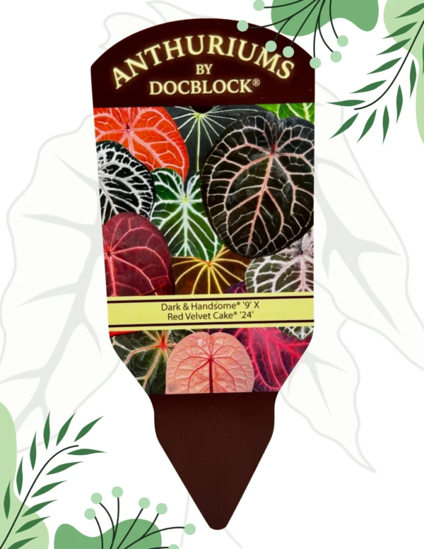 Anthurium Dark & Handsome "9" x Red Velvet Cake "24" Ø-15cm H-20cm - obrazek 6