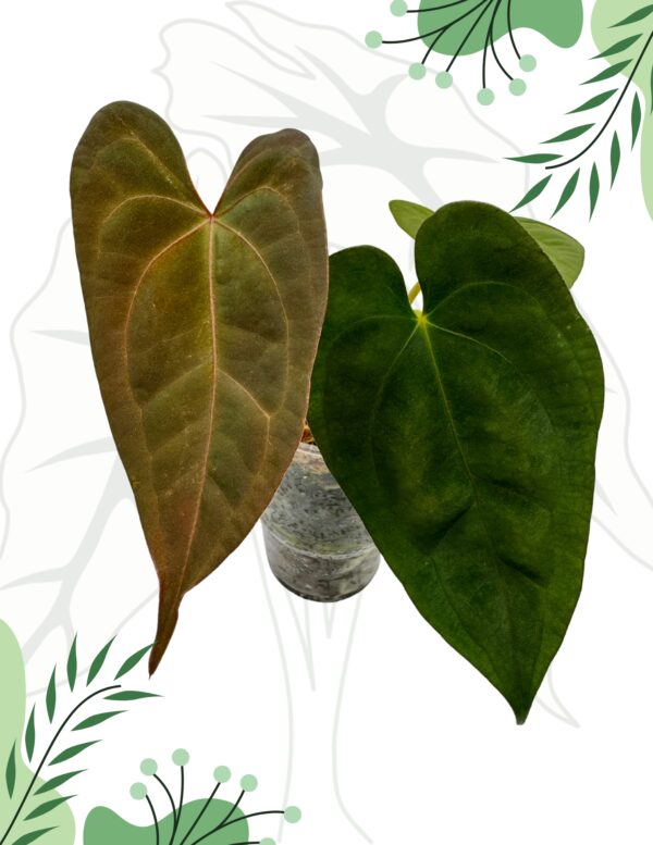 Anthurium Dark Phoenix X Ø-10cm H-20cm, Mech