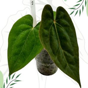 Anthurium Dark Phoenix X Ø-10cm H-20cm, Mech